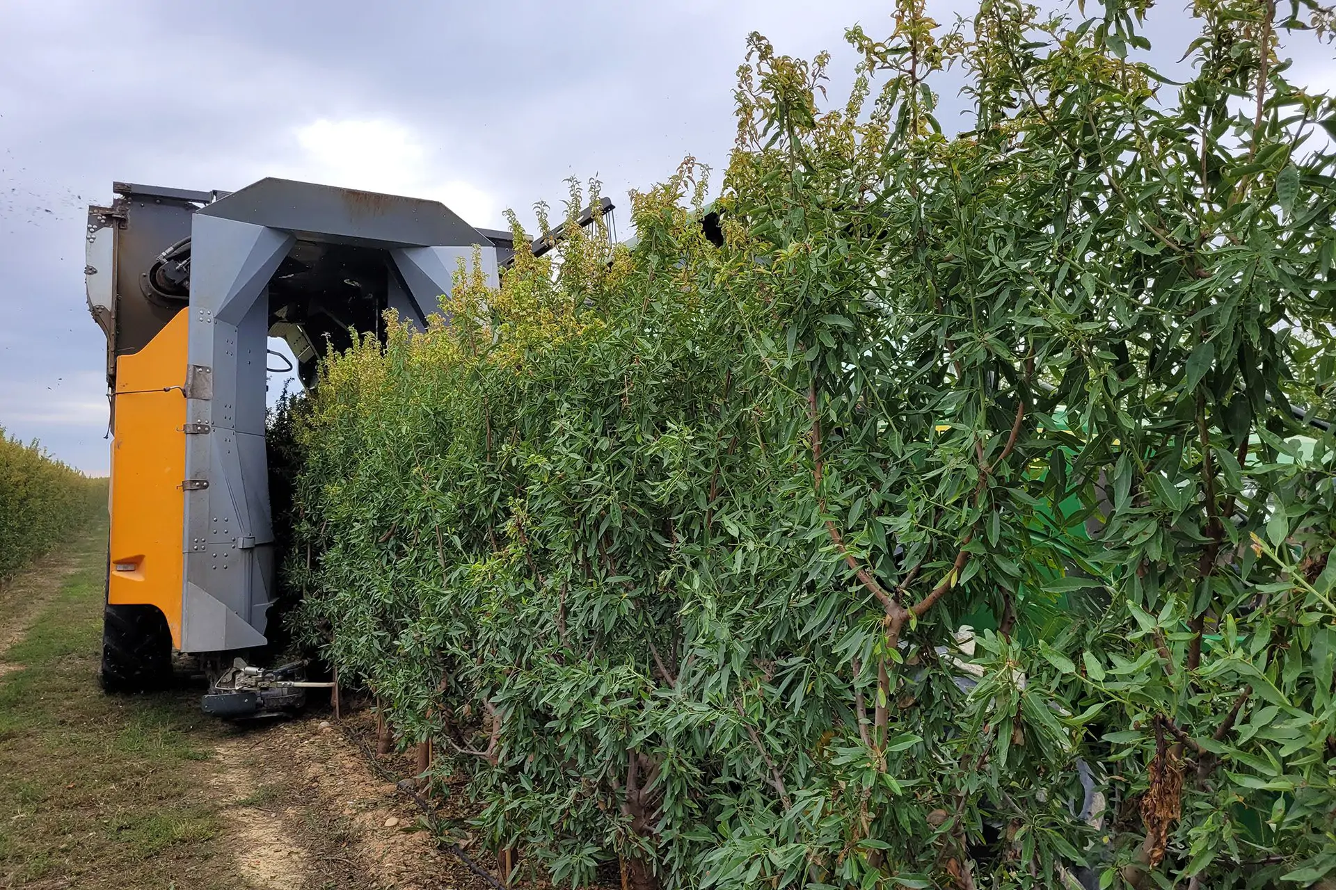 Machine à récolter tractée ALMONDS'LINE CV45